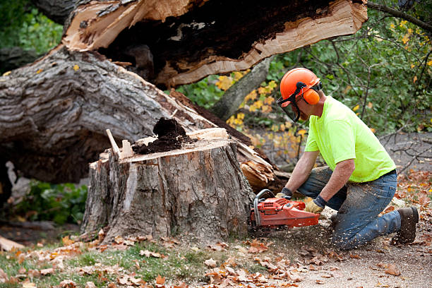 How Our Tree Care Process Works  in  Selinsgrove, PA